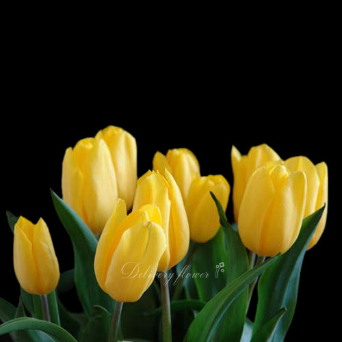 yellow tulip yellow tulip